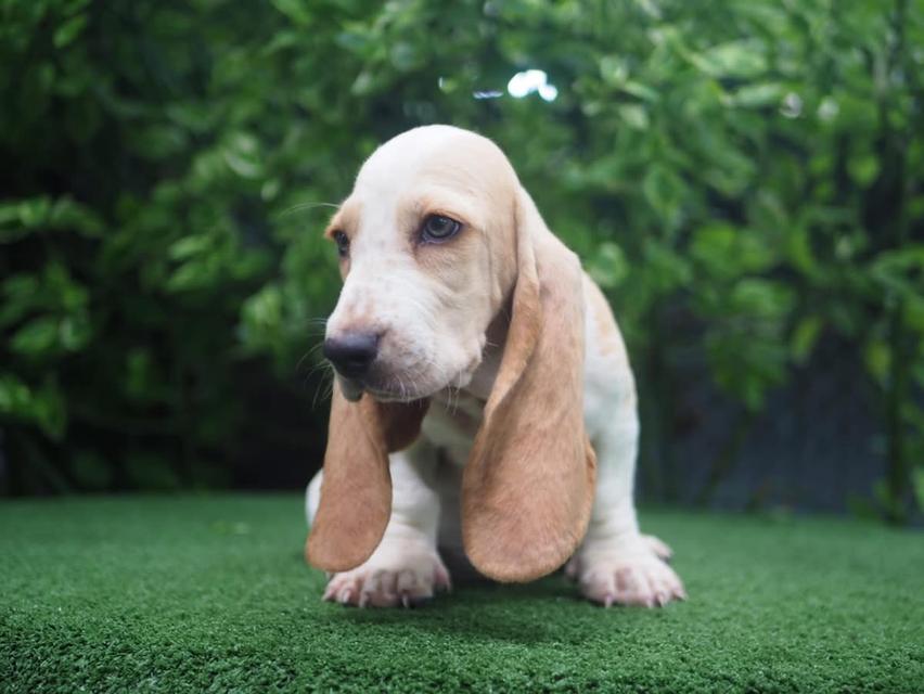 Basset Hound ขายสุนัขแสนน่ารัก 3