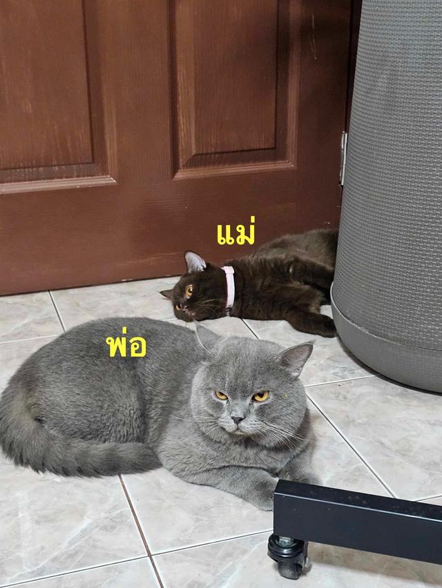 หนุ่มน้อย บริติชช๊อตแฮร์ อายุ3เดือน