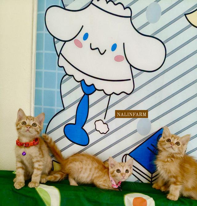 เปอร์เซียน้องผสมแบ่งเลี้ยง รูปที่ 5