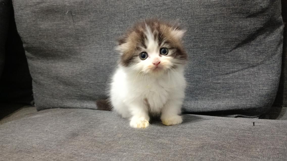 น้องแมวมัชกิ้นขาสั้น 5