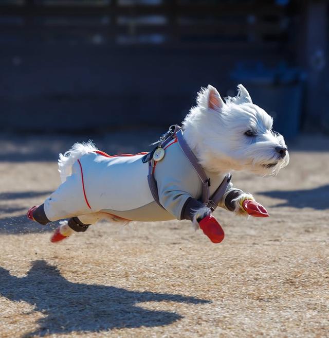 West Highland White Terrier ราคาแบ่งปัน 3