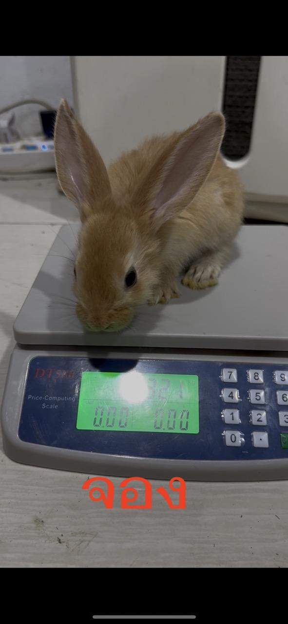 ค่าจองลูกกระต่ายยักษ์ Flemish Giant   พร้อมย้ายบ้าน อายุ 40-45 วัน โครงสร้างใหญ่ แข็งแรง ฟาร์มดูแลดี ปลอดโรค   2