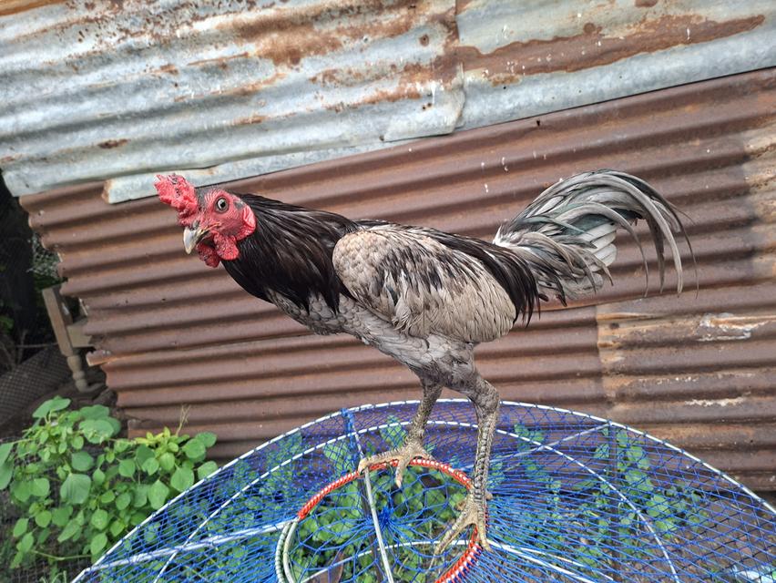 ไก่ชน พม่า แข้งดี 10เดือน