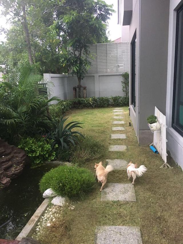 บ้านเดี่ยวพร้อมที่ดิน 7