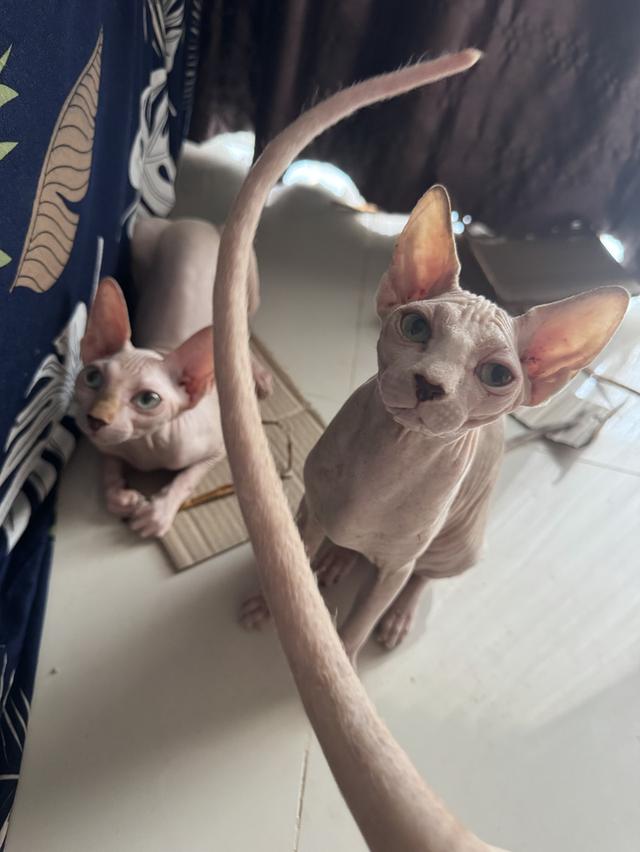 แมวสฟิงซ์เพศหญิงสีขาวกับลายวัว รูปที่ 3