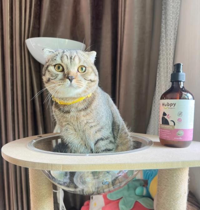 ขายสบู่อาบน้ำแมว สูตรออร์แกนิค 3