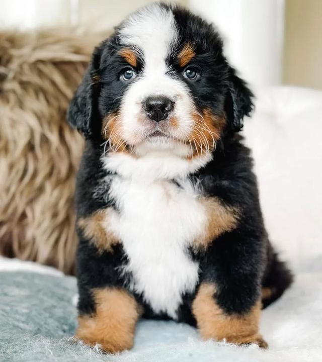 จำหน่าย Bernese Mountain Dog