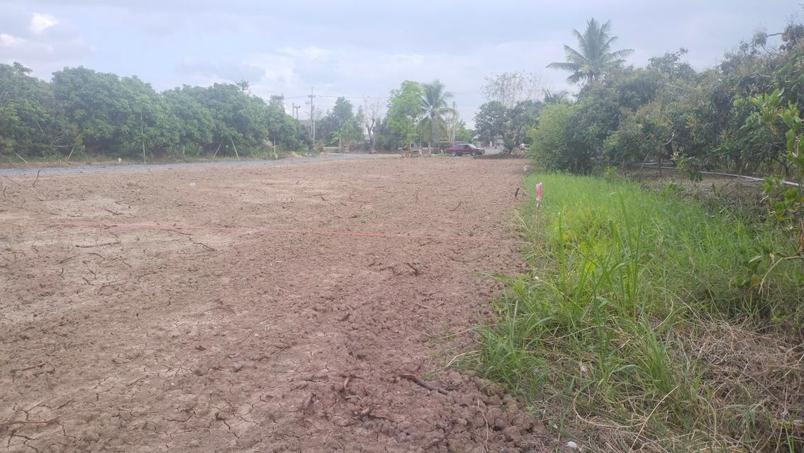 ขายที่ดินต.สันทรายอ.สารภีจ.เชียงใหม่ 100ตรว. 12