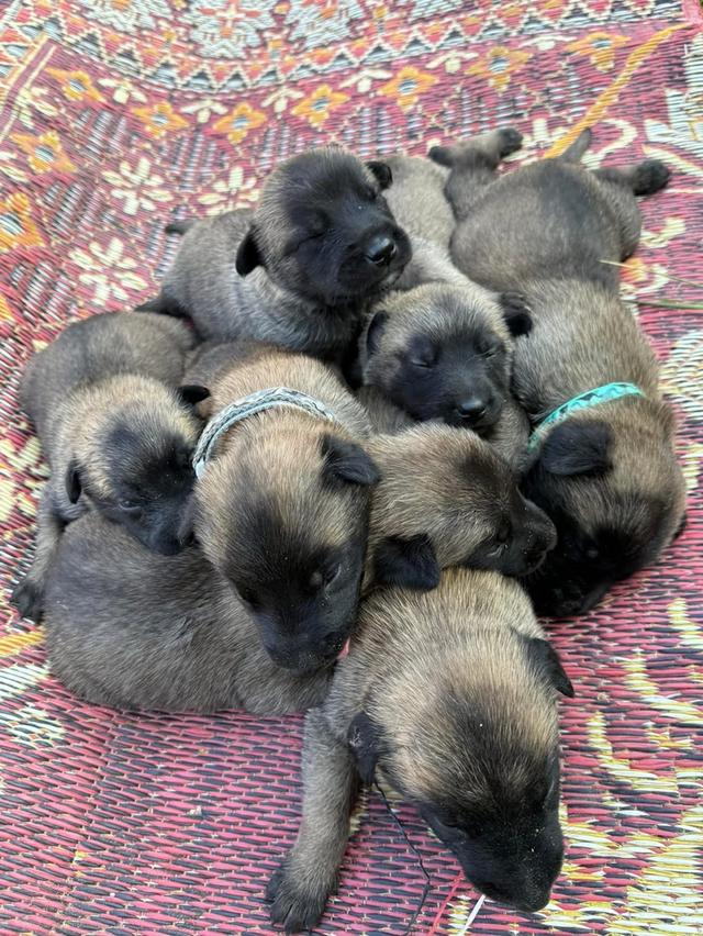 ลูกสุนัขพันธุ์ Belgian Malinois 3