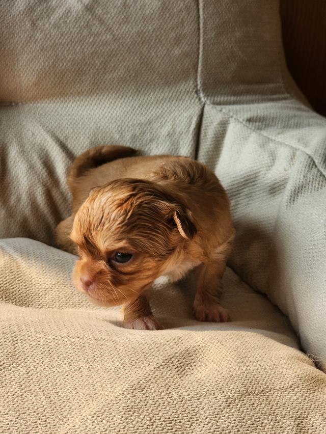 ชิวาวา สุขภาพแข็งแรง รอพ่อแม่ใหม่จ้า