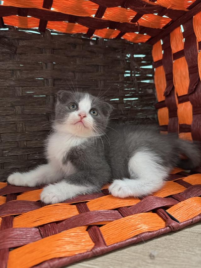 แมว Scottish fold สก็อตติชหูพับ