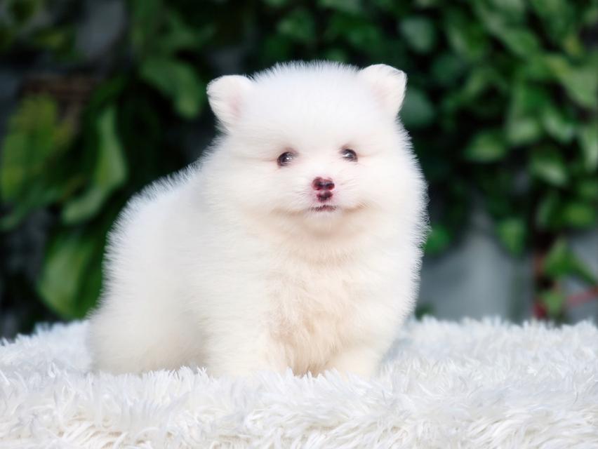 ปอมเมอเรเนียนแท้หนุ่มน้อยน่ารักวัคซีนแล้วมีส่งเก็บปลายทาง