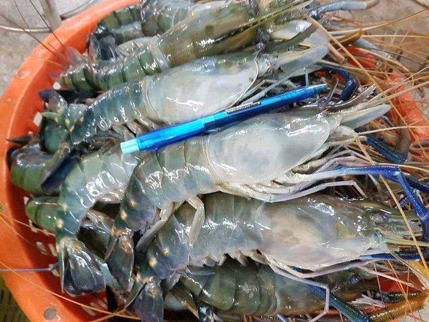 กุ้งแม่น้ำไซส์​จัมโบ้ 2