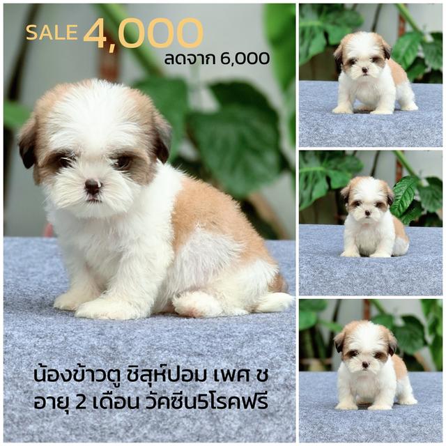 ชิสุห์ผสมปอม