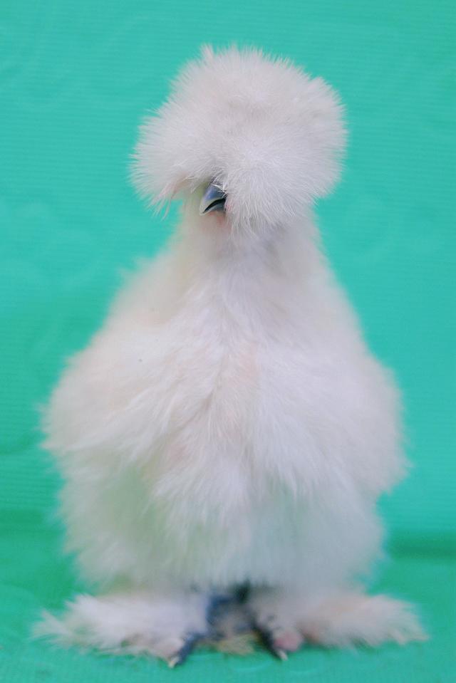 ลูกไก่ซิลกี้ ฟอร์มสวย รูปที่ 1
