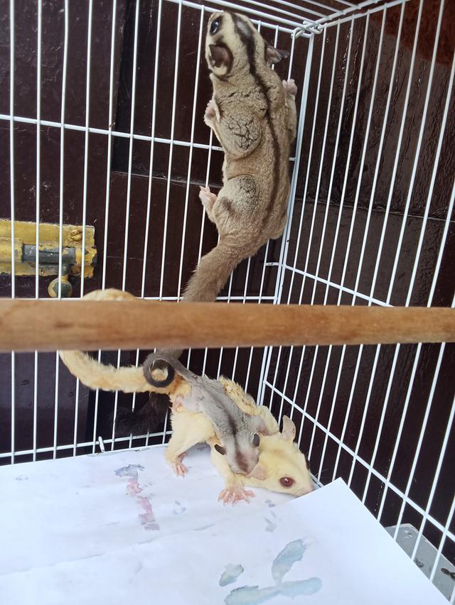 ชูการ์ไรเดอร์ 3ตัว พร้อมกรงอุปกรณ์ รูปที่ 4