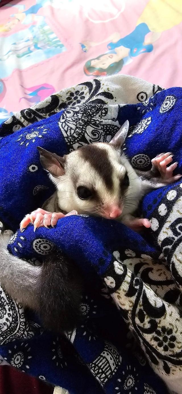 Sugar Glider พร้อมย้ายบ้าน 4