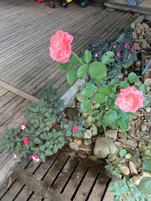 ที่ิดินพร้อมสวนทุเรียน จ.กาญจนบุรี อ.ทองผาภูมิ 18