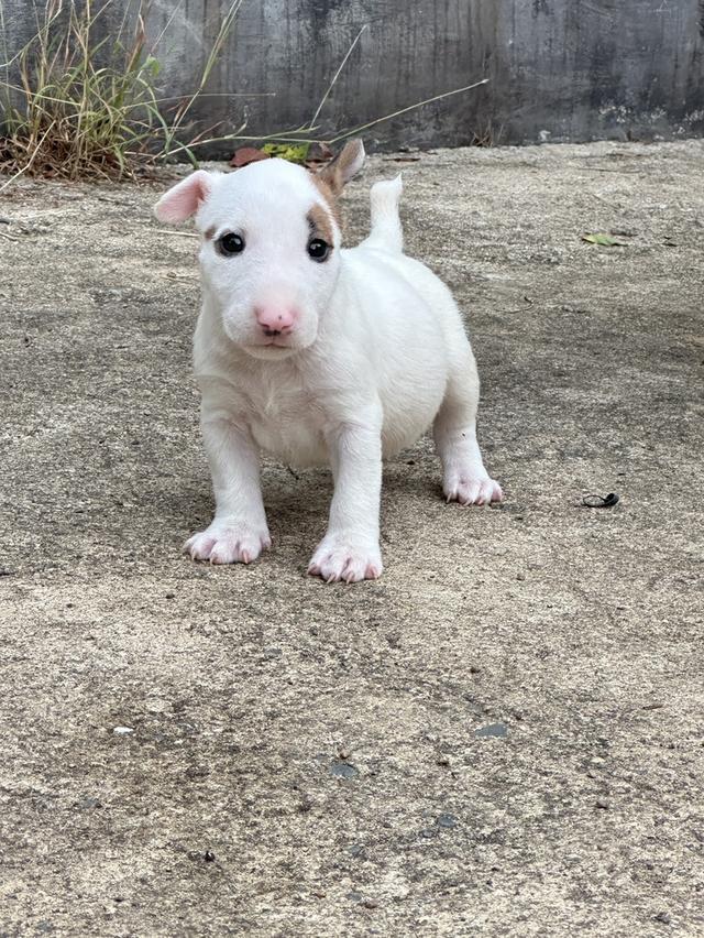 บลูเทอเรีย Bullterrier std