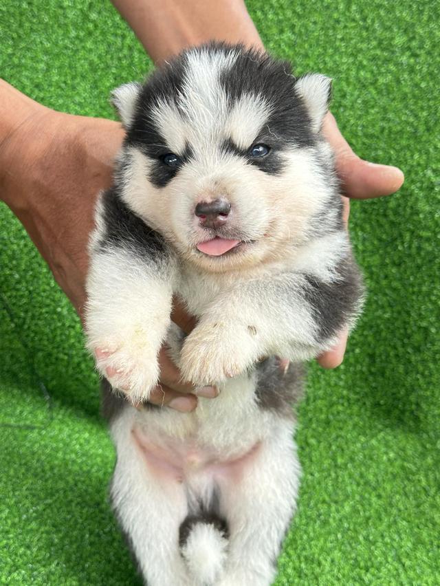 น้องหมาไซบีเรียน