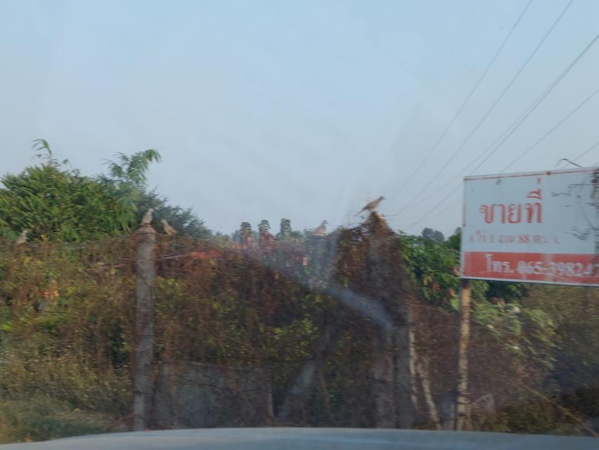 ขายด่วน! ที่ดินสีม่วง 8 ไร่เศษ หนองชุมพล อ.เขาย้อย จ.เพชรบุรี ทำเลสร้างโรงงาน-โกดัง ราคาถูกมาก 13