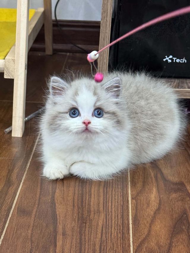 แมวแร็กดอล เด็กผู้ชาย วัคซีนแล้วพร้อมย้าย