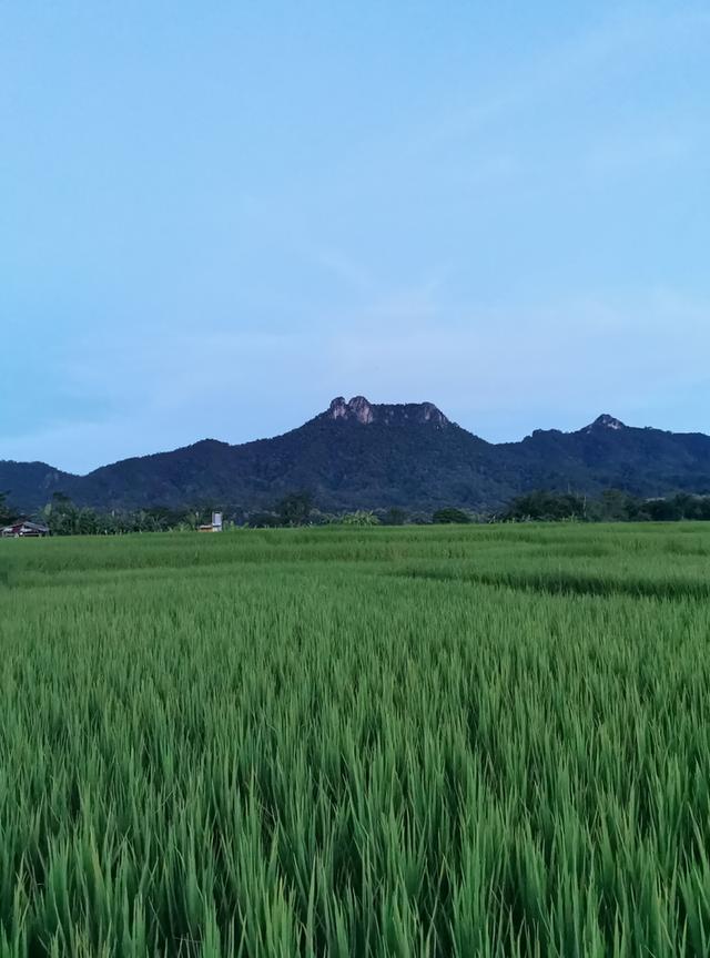 ที่ดิน จ.ลำปาง ที่นา วิวสวยบรรยากาศดี 4