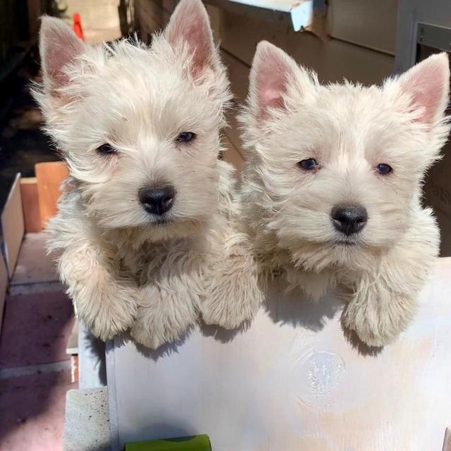 West Highland Terrier Puppies  WhatsApp me : +66 63 826 3042