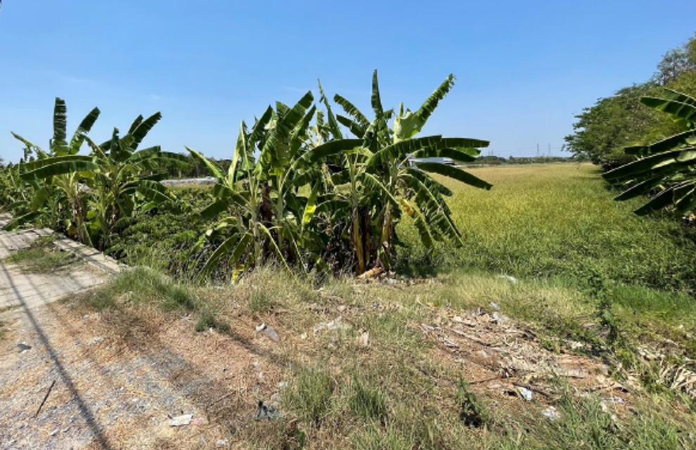 ขายที่ดิน บางกรวย ไทรน้อย 2