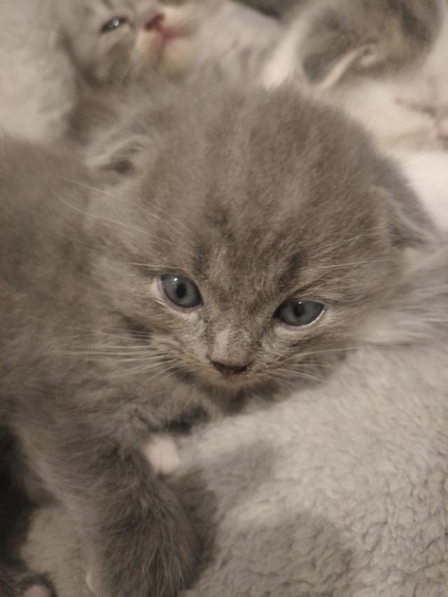 หาบ้านให้น้อง สก็อตติชโฟลด์ รูปที่ 2