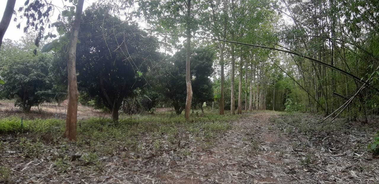 ขายที่ดินแปลงใหญ่ พร้อมสวนผลไม้ อยู่ติดถนนลาดยาง ราคาต่อรองได้ 9