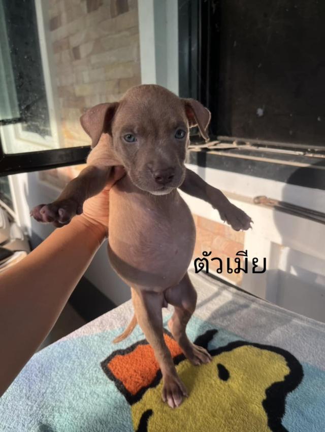 สุนัข