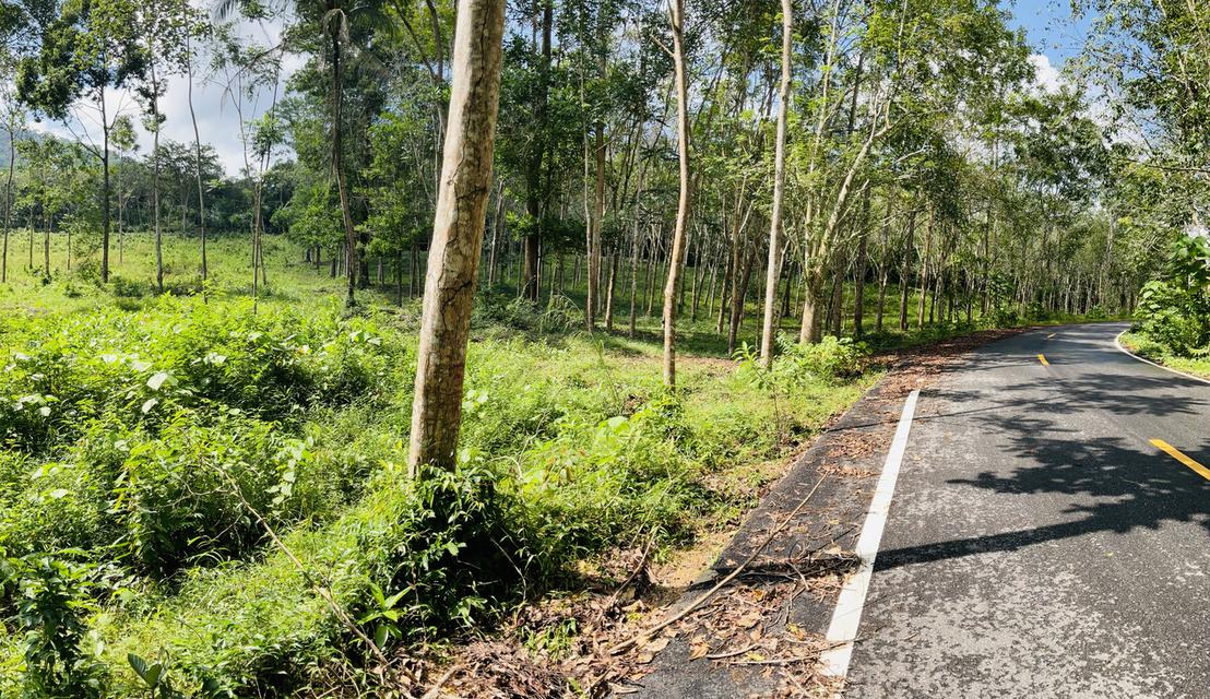 ที่ดิน13 ไร่ หน้าติดถนน 200 เมตร 6