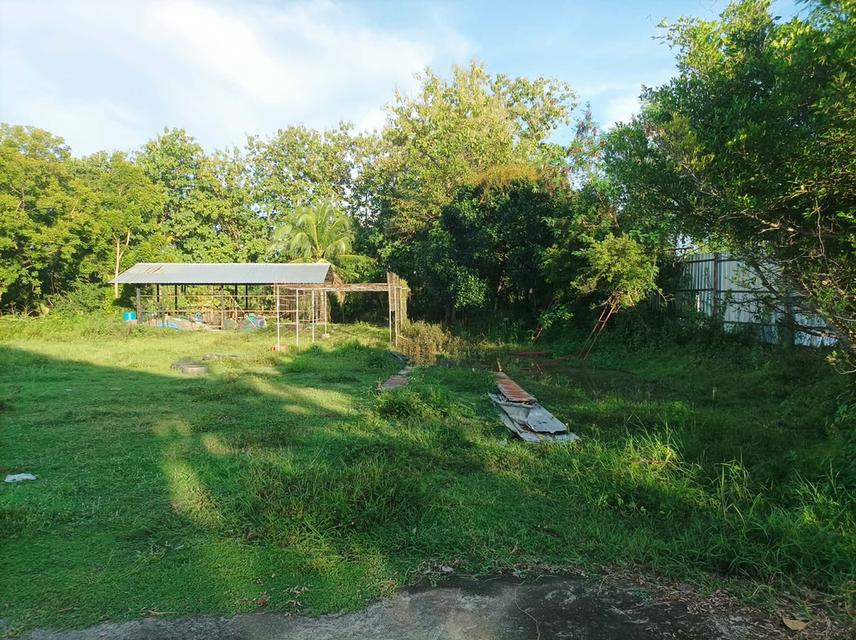 ขายที่ดิน(โรงงานเก่า) ต.แม่คือ อ.ดอยสะเก็ด จ.เชียงใหม่ 5