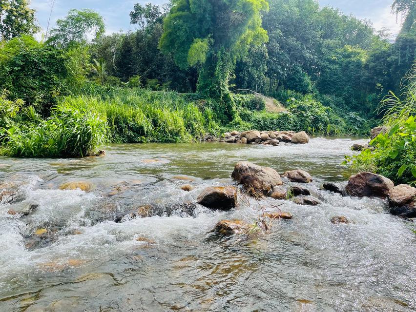 ขายที่ดิน ป่าละอู ห้วยสัตว์ใหญ่ หัวหิน สวนทุเรียน ยางพารา 22 ไร่เศษ พร้อมบ้าน 1 หลัง 16