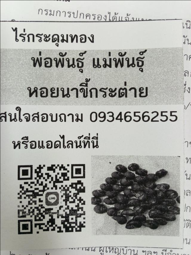 หอยนาขี้ดระต่าย