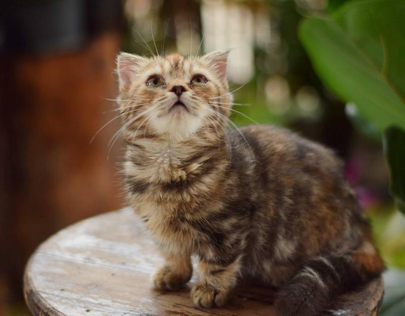 2.แมวมันช์กิ้น/เพศเมีย หาบ้าน Munchkin Cat/Female looking for a new home 2