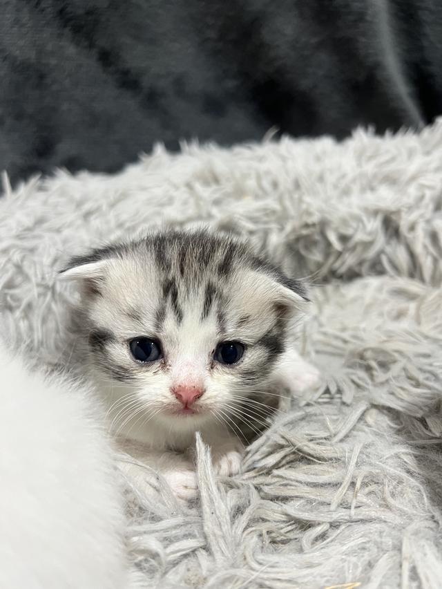 น้องแมว อายุ 3อาทิตย์พร้อมให้จุ๊บแล้วค่าาา