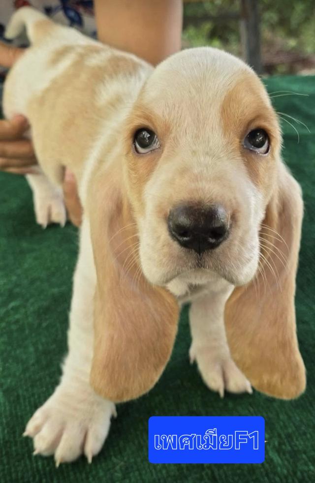 บาสเซ็ตฮาว์ดใบเพ็ดสมาคมพัฒนาพันธุ์สุนัข