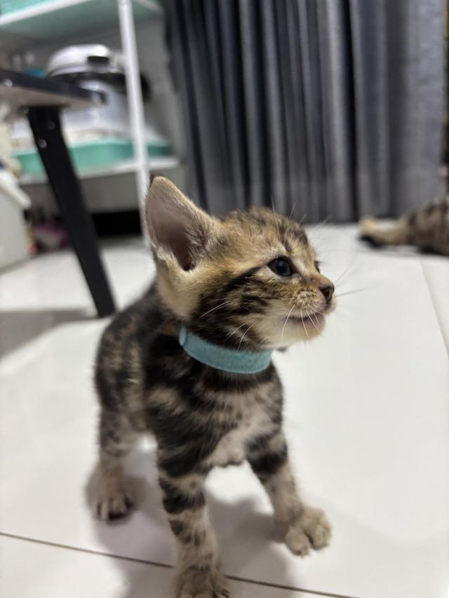 แมว American Shorthair