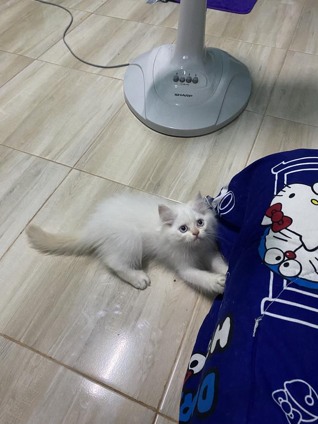 หาบ้านให้น้องตัวสุดท้ายของคอก