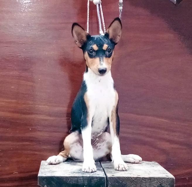 สุนัข Basenji สีดำ 5