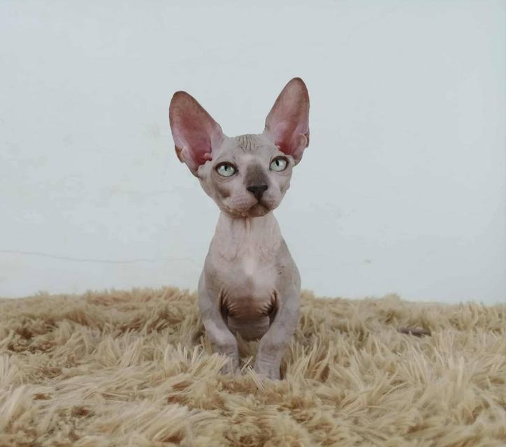 37.แมวแบมบิโน่/เพศผู้ Bambino Cat/Male 4