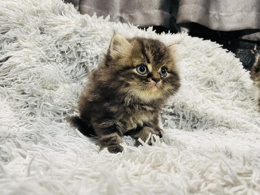 น้องแมวเปอร์เซีย