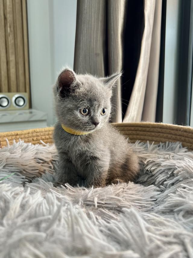 ลูกแมว บริติช ช็อตแฮร์ ใบเพ็ดนอกWCF(British Shorthair) 7