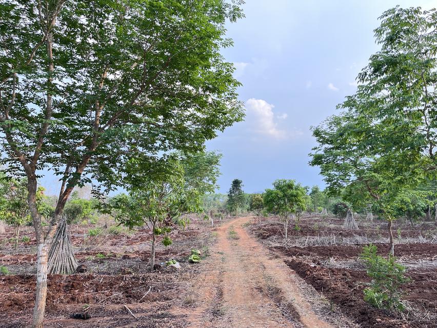 ขายที่ดินวิวภูเขา500000 2
