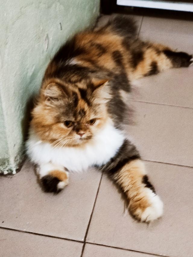 Persian big femail cats รูปที่ 2