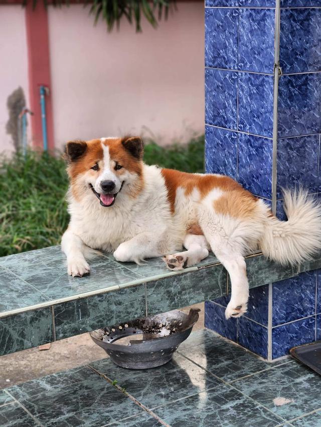 บางแก้วแท้ พ่อแม่สายประกวด เชื้อดี รู้ความสุดๆ #พร้อมใบเพ็ดชมรมบางแก้วประเทศไทย TBC สนใจทักได้ครับ