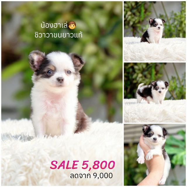 ชิวาวา ขี้อ้อน น่ารัก พร้อมย้ายบ้าน รูปที่ 5