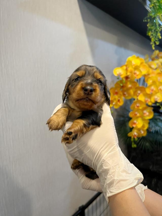❌ขายแล้ว❌ดัชชุน มินิดัชชุนขนยาว เพศหญิง สี Black&tan merle ราคา 20,300 บาท